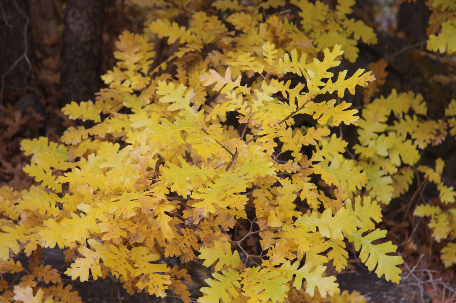 Gambel Oak